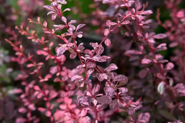 Berberis thunbergii f atropurpurea Harlequin