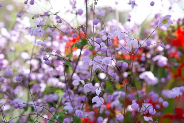 Thalictrum delavayi Splendide