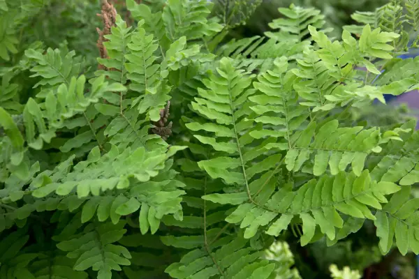 Royal ferns Osmunda regalis