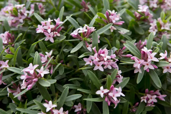Daphne x transatlantica Pink Fragrance