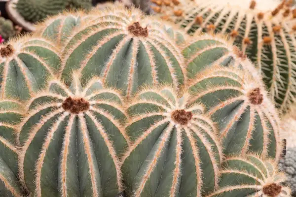 Notocactus magnificus
