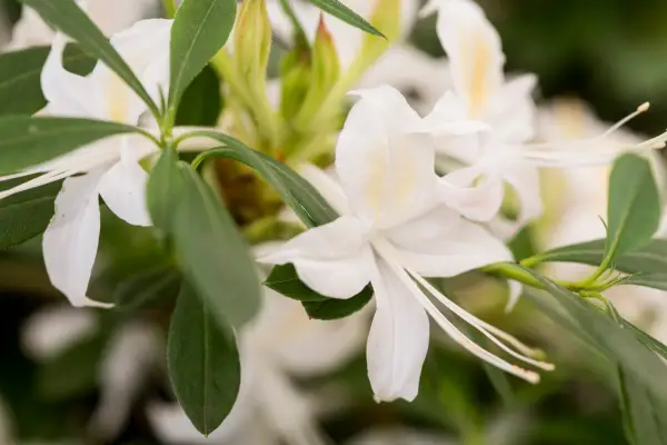Azalea viscosum Misummer Wedding