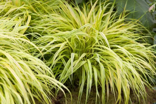 Hakonechloa macra Aureola