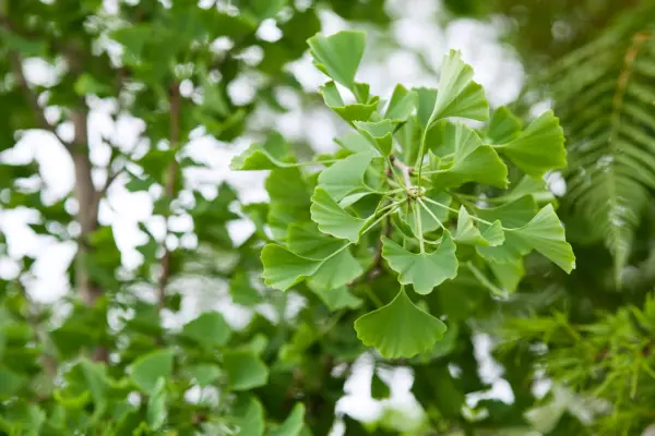 Ginkgo biloba