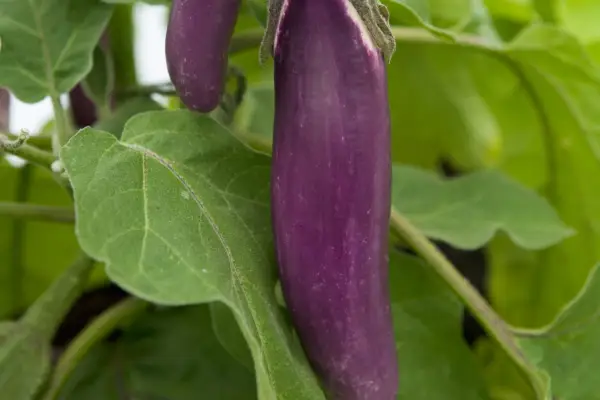 Solanum Melongena „Pingtung Long”