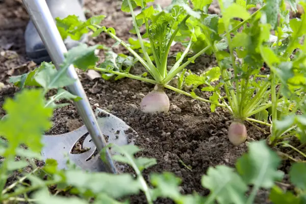 Hoeing little and often