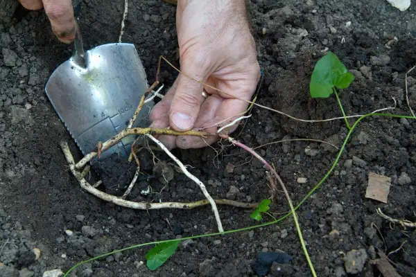 Clearing bindweed