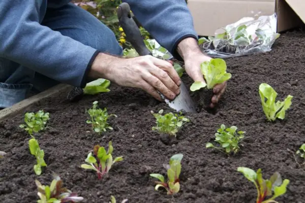 Planting out veg plugs
