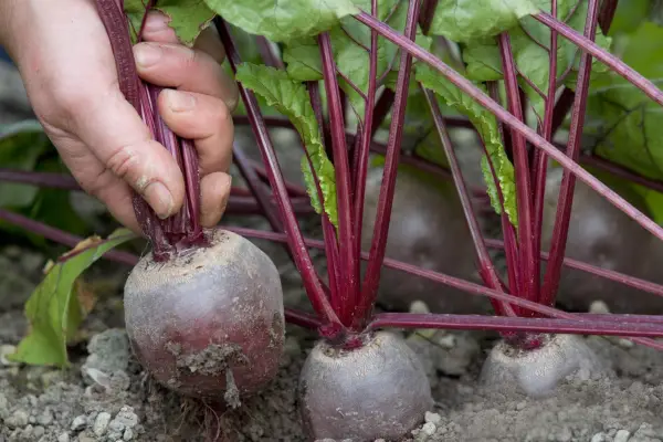 Beetroot