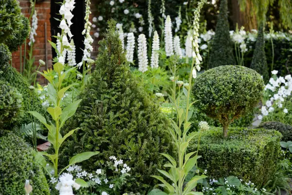 Clipped cone-shaped yew
