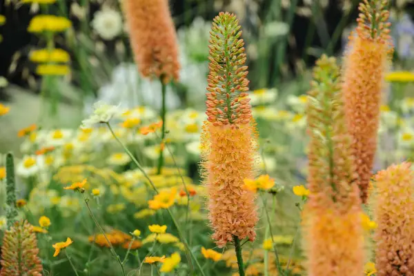 Eremurus isabellinus 