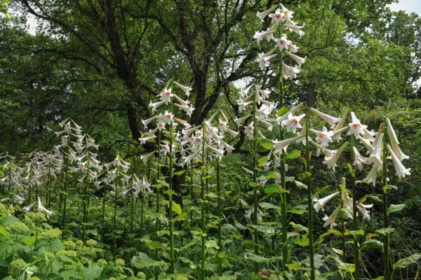 Cardiocrinum giganteum