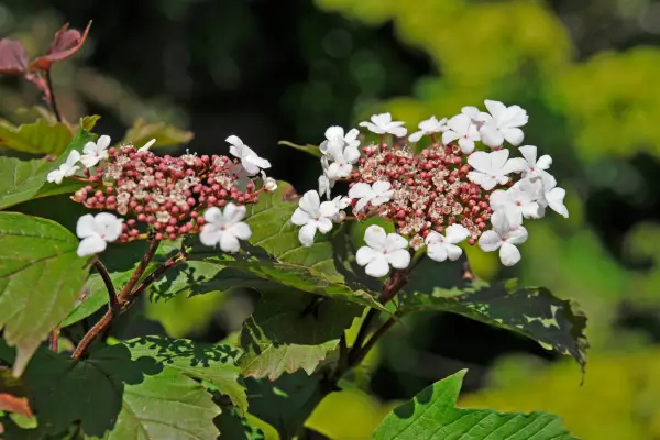 Viburnum Sargentii 'ononda'