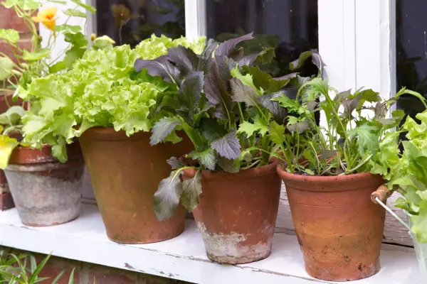 Terracotta pots planted up with lettuces and radishes