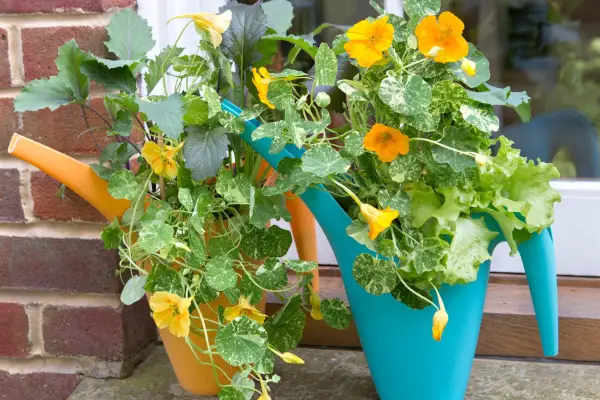 Kohlrabi and beetroot growing in watering cans