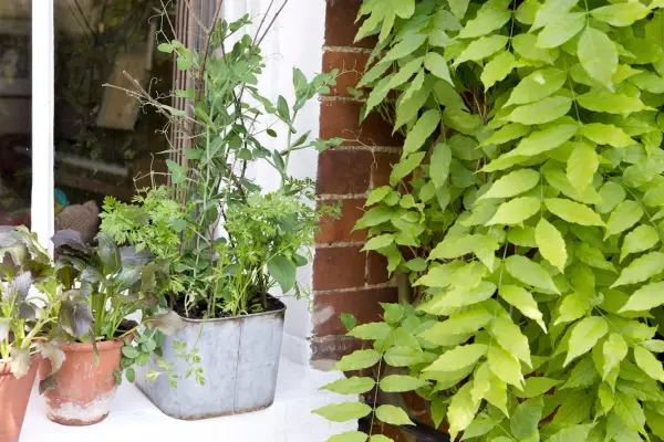 Pea, bean and carrot windowbox
