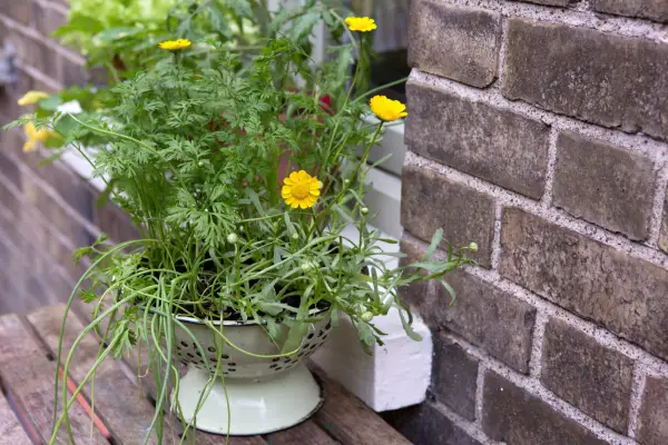 Carrot and spring onion container idea