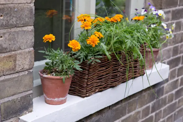 Tomato and chive window box
