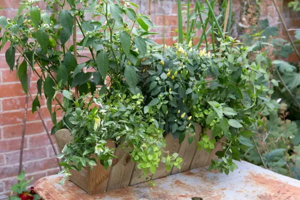 Chilli and herb window box container idea