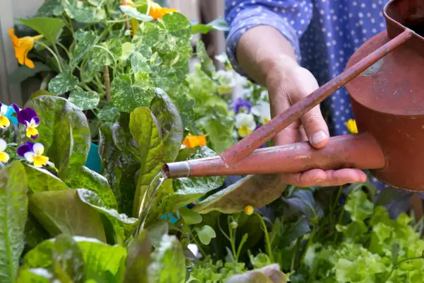 Watering vegetable and herb crops growing on a windowsill