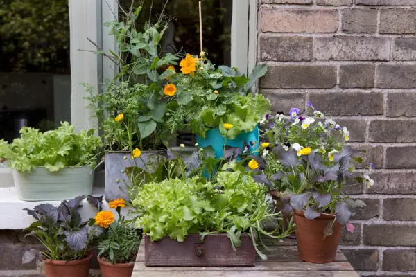 Veg, salad and flowers growing in windowsill planters