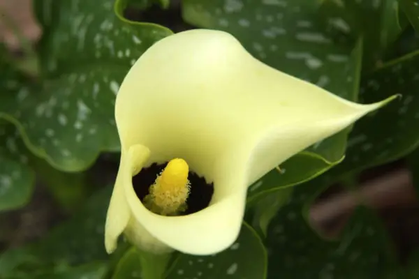 Zantedeschia 'Black Magic'