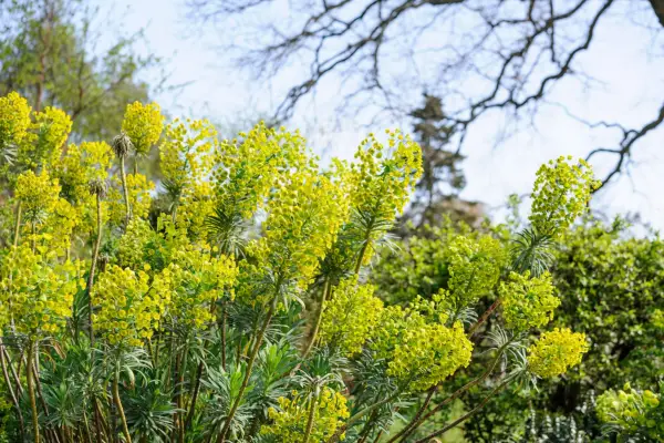 Euphorbia characias subsp. wulfennii