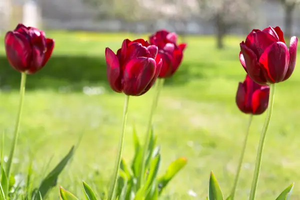 Tulipa 