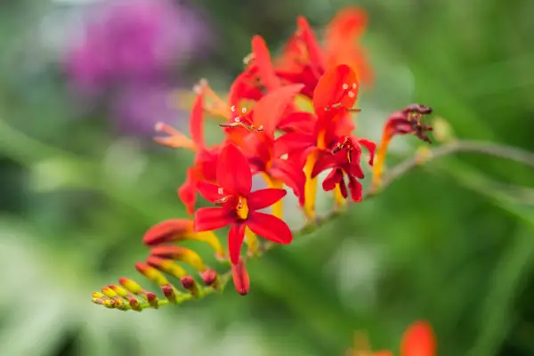 Crocosmia 
