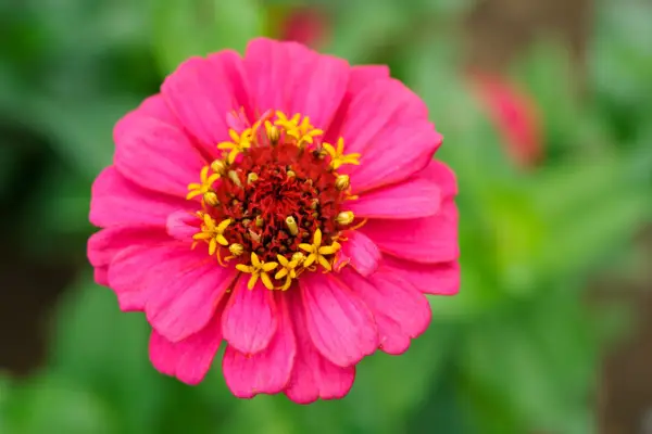 Zinnia