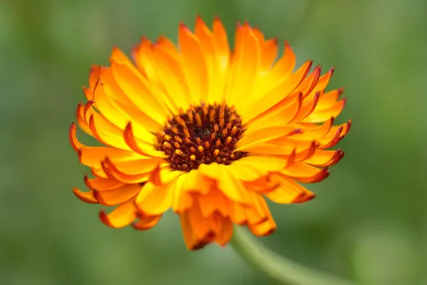 Calendula 