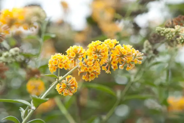 Buddleja × weyriana 