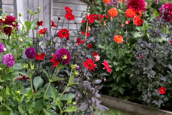 10 květin pro Jewel Garden