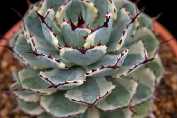 Agave 'Kissho Kan'