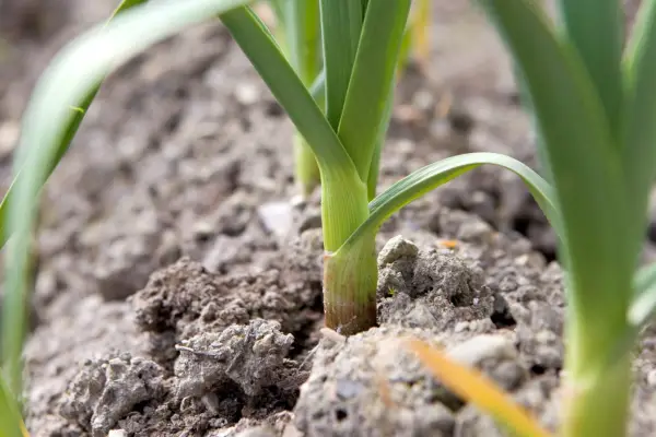 Allium 'Albigensian Wight'