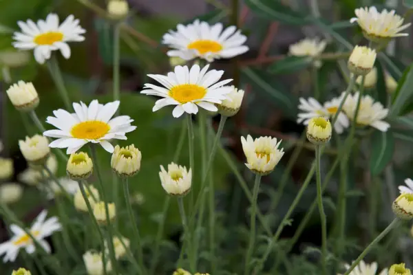 Chamomile Tinctoria 'Sauce Hollandaise'