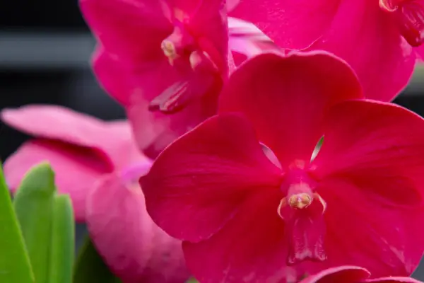 Ascocenda 'Meda Arnold'