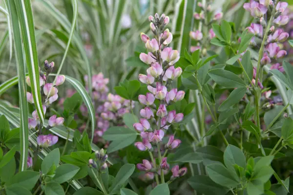 バプティシア「ピンクのトリュフ」