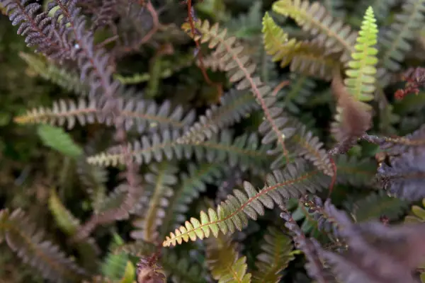 Blechnum Penna-Marina