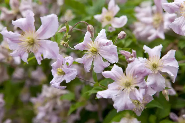 Clematis 'entel'