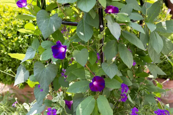 morning-glory-vine-and-verbena-2