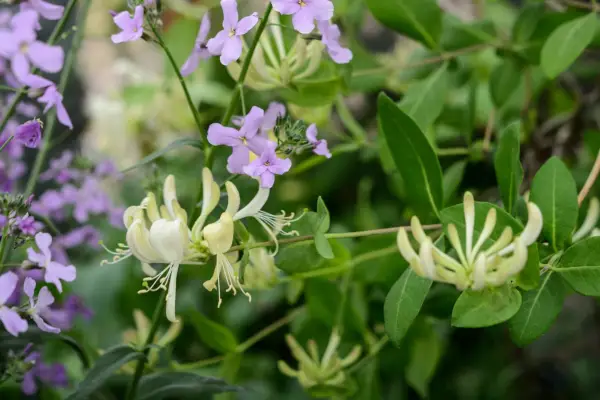 honeysuckle-and-sweet-rocket-2