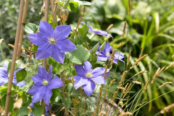 clematis-and-ornamental-grasses-2