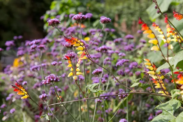 verbena-and-ipomoea-lobata-2