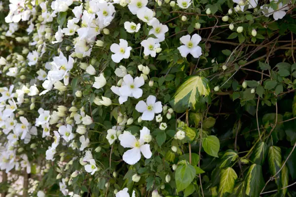 clematis-montana-and-persian-ivy-2