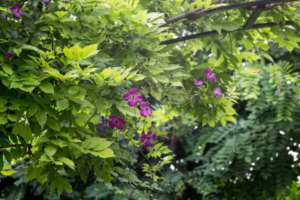 clematis-growing-through-wisteria-6