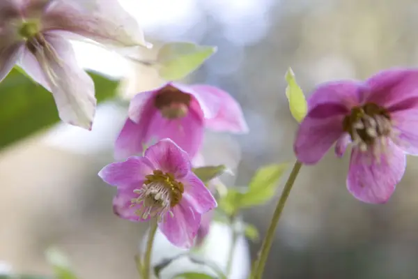 Helleborus x Hybridus