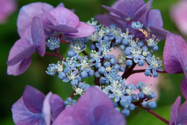 Hydrangea makrophylla 'Zorro'