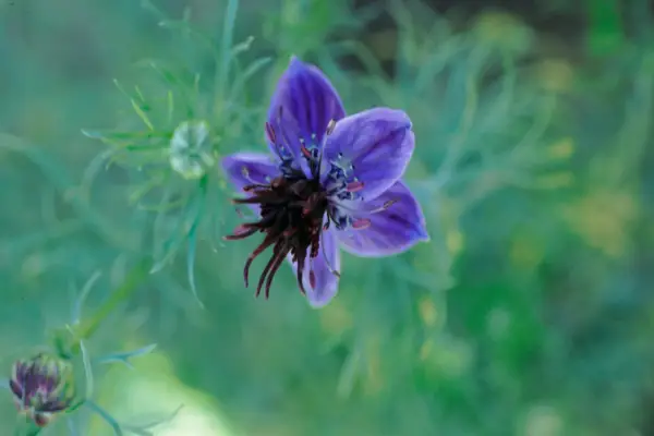 Nigella Hispanica 'Mitternacht'