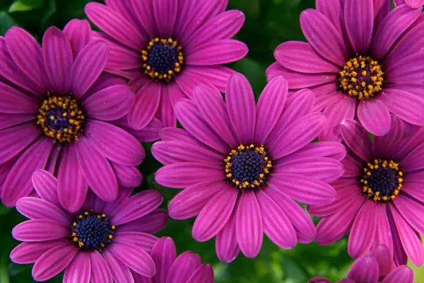 Osteospermum 'Sunny Mary'